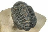 Curled Reedops Trilobite - Atchana, Morocco #273424-5